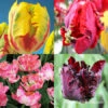 Parrot Tulip Collection 2 Parrot Tulip Collection -Plants Shop 38355 parrot tulip collection 2