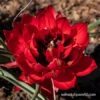Samantha Botanical Tulip 1 Samantha Botanical Tulip -Plants Shop 38359 tulip humilis samantha 2