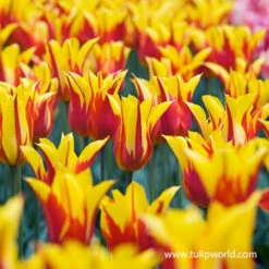 Glowing Tulip & Daffodil Collection -Plants Shop 38375 fire wings tulip 2