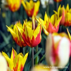 Glowing Tulip & Daffodil Collection -Plants Shop 38375 fire wings tulip