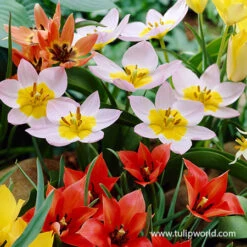 Spring Parade Garden Collection -Plants Shop 38376 tulip groundcover mix
