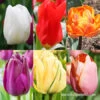 Long Blooming Tulip Collection 1 Long Blooming Tulip Collection -Plants Shop 38378 long spring blooming tulip collection