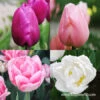 Early Spring Blooming Tulip Collection -Plants Shop 38379 early spring blooming tulip collection