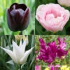 Late Spring Blooming Tulip Collection -Plants Shop 38380 late spring blooming tulip collection