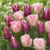 Amethyst Glow Tulip Mix -Plants Shop 39107 amehtyst glow mix 2