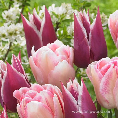 Amethyst Glow Tulip Mix 4 Amethyst Glow Tulip Mix - Image 2