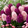 Pink Passion Hyacinth Mix -Plants Shop 39108 pink passion hyacinth mix