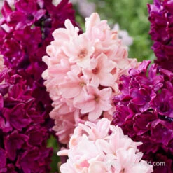 Pink Passion Hyacinth Mix -Plants Shop 39108 pink passion hyacinth mix 2
