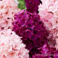 Pink Passion Hyacinth Mix -Plants Shop 39108 pink passion hyacinth mix 3
