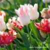 Chic Duo Tulip Collection 1 Chic Duo Tulip Collection -Plants Shop 39120