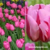 Pretty In Pink Tulip Collection -Plants Shop 39122 3