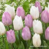 Princelicious Tulip Blend -Plants Shop 39123 princelicious