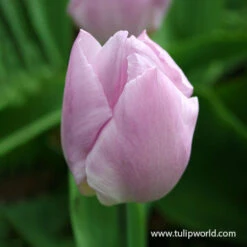 Princelicious Tulip Blend -Plants Shop 39123 princelicious 2