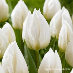 Princelicious Tulip Blend -Plants Shop 39123 princelicious 3