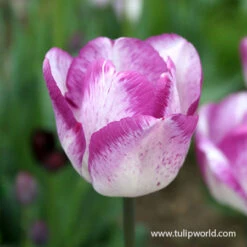 Dusk Til Dawn Border Tulip Blend 6 Dusk Til Dawn Border Tulip Blend -Plants Shop 39124 dawn til dusk border blend 2