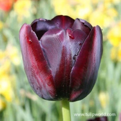 Dusk Til Dawn Border Tulip Blend 7 Dusk Til Dawn Border Tulip Blend -Plants Shop 39124 dawn til dusk border blend 3