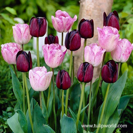 Dusk Til Dawn Border Tulip Blend 3 Dusk Til Dawn Border Tulip Blend