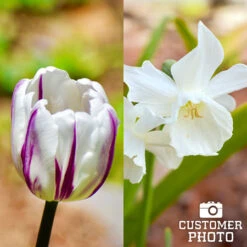 Alaskan Aurora Mix -Plants Shop 39127 alaskan aurora mix 3