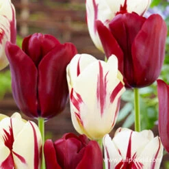 Perfect Match Mix 5 Perfect Match Mix -Plants Shop 39132 perfect match mix