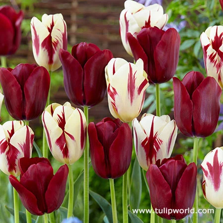 Perfect Match Mix 3 Perfect Match Mix