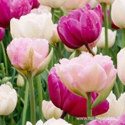 Double Dutch Double Tulip Mix 5 Double Dutch Double Tulip Mix -Plants Shop 39138 double dutch tulp mix