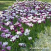 Violet Delight Tulip Mix 1 Violet Delight Tulip Mix -Plants Shop 39139