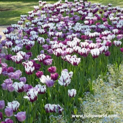 Violet Delight Tulip Mix