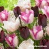 Fancy Pants Tulip Mix -Plants Shop 39142