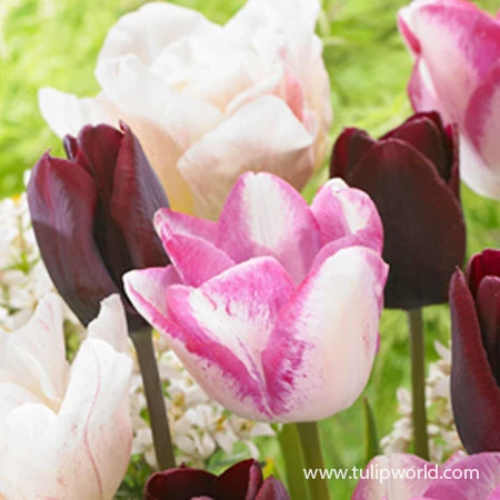 Fancy Pants Tulip Mix 4 Fancy Pants Tulip Mix - Image 2