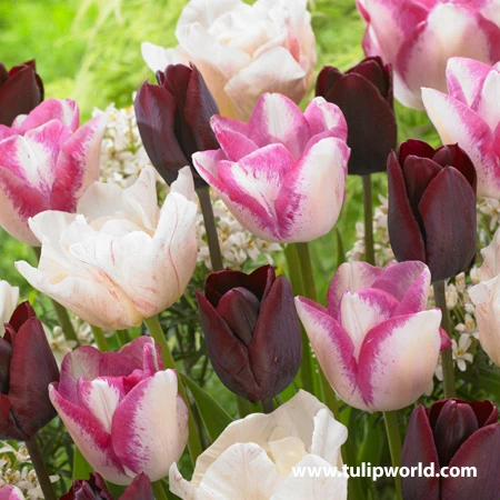 Fancy Pants Tulip Mix 3 Fancy Pants Tulip Mix