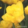 Yellow Pomponette Double Tulip -Plants Shop 39145 monte carlo