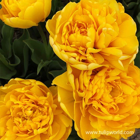 Yellow Pomponette Double Tulip 4 Yellow Pomponette Double Tulip - Image 2
