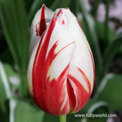Happy Generation Triumph Tulip