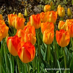 Prinz Armin Triumph Tulip -Plants Shop 39147 4 tulipa prinz armin