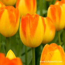 Prinz Armin Triumph Tulip -Plants Shop 39147 5 tulipa prinz armin