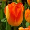 Prinz Armin Triumph Tulip -Plants Shop 39147 tulipa prinz armin