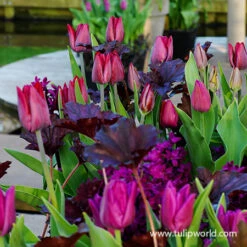 Long Blooming Tulip Collection -Plants Shop 39148 tulipa atilla graffiti 2