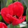 Seadov Triumph Tulip -Plants Shop 39149 seadov 2 1
