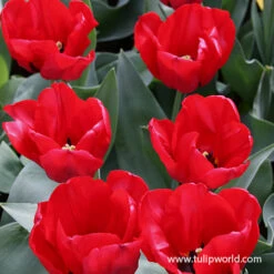 Spring Sampler Collection 16 Spring Sampler Collection -Plants Shop 39149 seadov