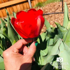 Seadov Triumph Tulip -Plants Shop 39149 seadov triumph tulip 3 1