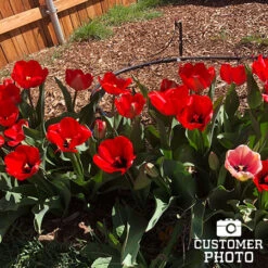 Seadov Triumph Tulip -Plants Shop 39149 seadov triumph tulip 4 1