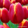 Flying Dragon Triumph Tulip -Plants Shop 39150 4 tulipa flying dragon