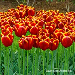 Flying Dragon Triumph Tulip 6 Flying Dragon Triumph Tulip -Plants Shop 39150 5 tulipa flying dragon