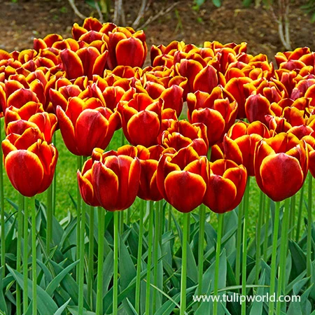 Flying Dragon Triumph Tulip 4 Flying Dragon Triumph Tulip - Image 2