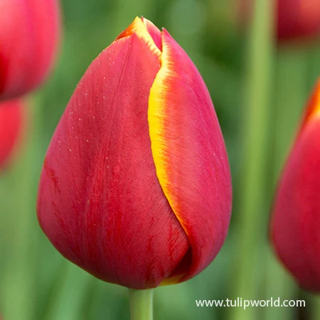 Flying Dragon Triumph Tulip 5 Flying Dragon Triumph Tulip - Image 3