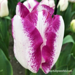 Affaire Triumph Tulip -Plants Shop 39151 tulipa affaire 2