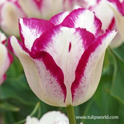 Affaire Triumph Tulip