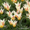 The First (Johann Strauss) Kaufmanniana Tulip 1 The First (Johann Strauss) Kaufmanniana Tulip -Plants Shop 39152 johann strauss