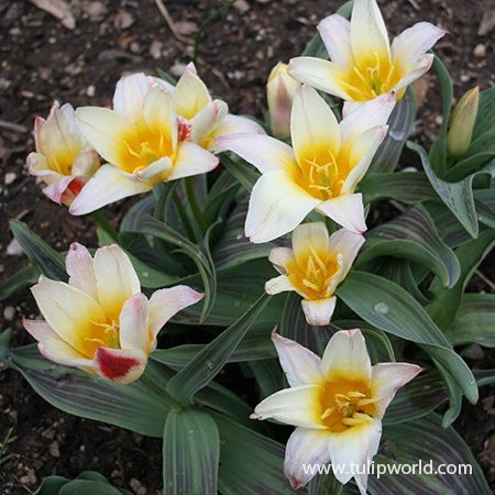 The First (Johann Strauss) Kaufmanniana Tulip 4 The First (Johann Strauss) Kaufmanniana Tulip - Image 2