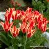 Pinocchio Greigii Tulip 1 Pinocchio Greigii Tulip -Plants Shop 39153 pinocchio